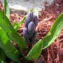 Spring bulbs