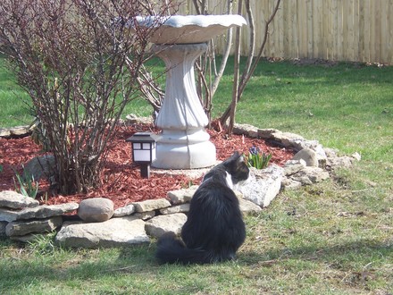 My cat sunshine
