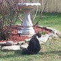My cat sunshine