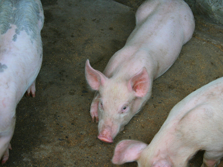 My Three Little Piggy