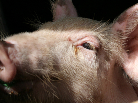 Little Miss Piggy