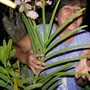 Orchids-Vanda