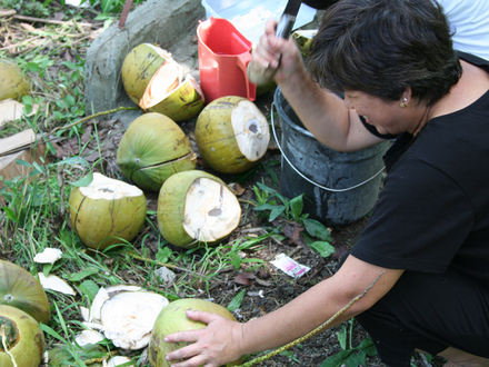 Coconut