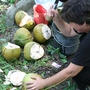 Coconut