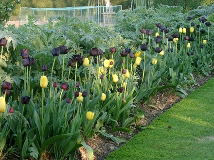 tulips in kitchen garden