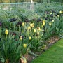Tulips_002