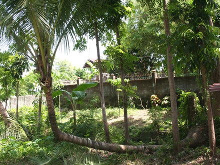 Coconut Tree