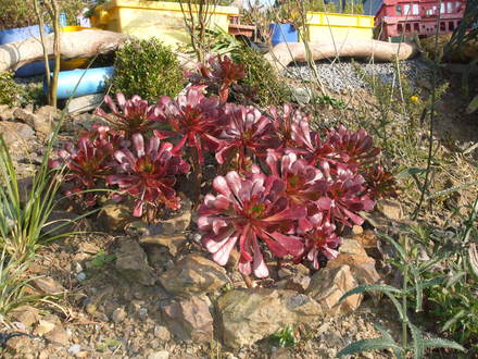 aeonium zwartkop (aeonium zwartkop)