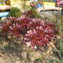 aeonium zwartkop