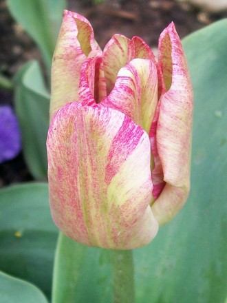 unknown streaky tulip (Tulipa)