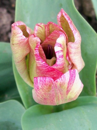 unknown streaky tulip (Tulipa)