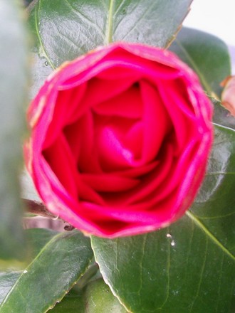 Camellia bud (Camellia japonica (Camellia))
