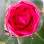 Camellia bud (Camellia japonica (Camellia))