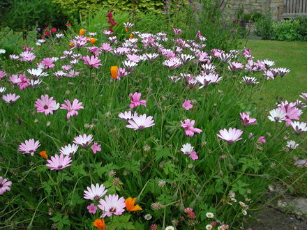 Osteospermum (Osteospermum jucundum)