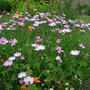 Osteospermum jucundum