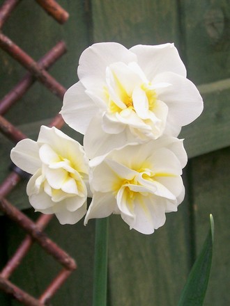 Cream Cheerfulness (Narcissus 'Cheerfulness')
