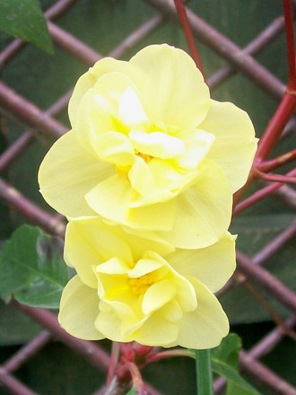 Yellow Cheerfulness (Narcissus)