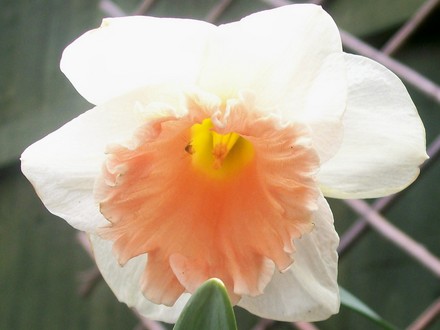 Park Perfumn (narcissus 'park perfumn')