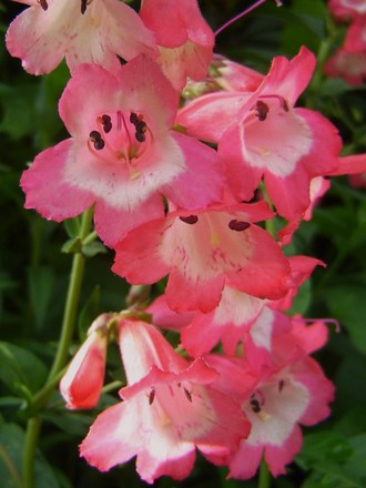 Plant Portraits - Summer flowers in my garden