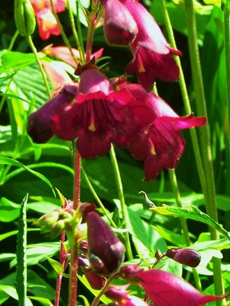 Plant Portraits - Summer flowers in my garden