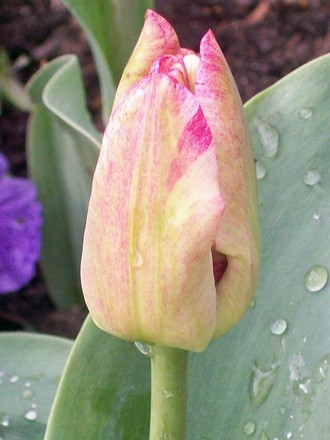 streaky tulip (Tulipa)
