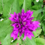Campanula glomerata superba