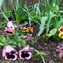pretty pansy display