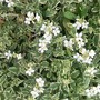rock cress - full bloom (Arabis alpina 'varigata' (Alpine Rock-cress))