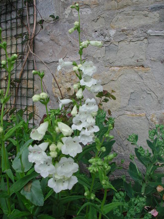 Penstemon 'Snowstorm' (Penstemon barbatus)