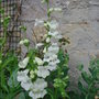 Penstemon barbatus