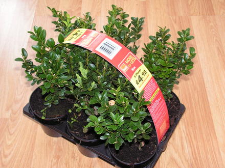 box hedge B+Q