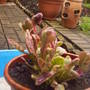 Same_ajuga_bugle