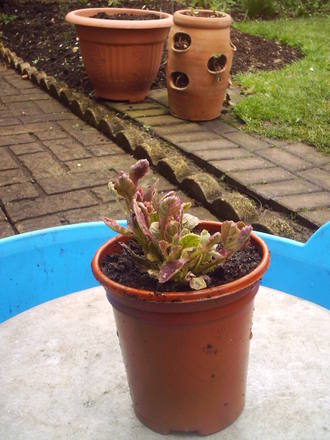 Ajuga_reptana_Bugle.jpg