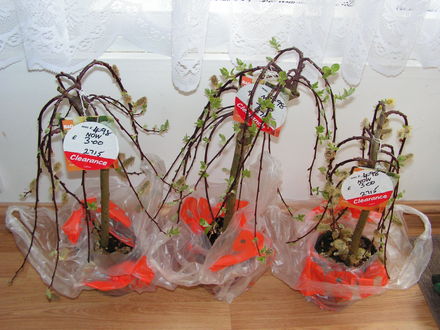 3 x Quarter willow standard