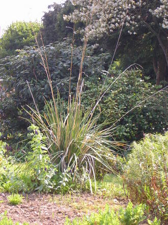 Stipa Giganteus (Miscanthus giganteus)