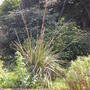 Stipa Giganteus (Miscanthus giganteus)