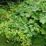 Alchemilla_mollis