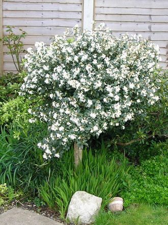 Osmanthus