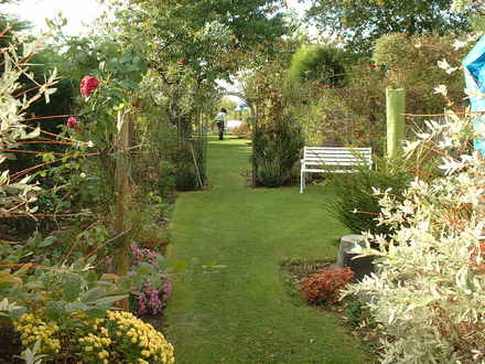 A garden flower photo