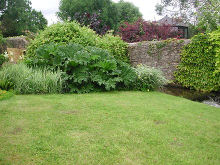 Gunnera (Gunnera manicata)