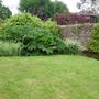 Gunnera manicata