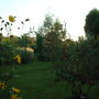 Garden_25th_august_2007_033