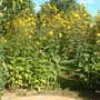 Sunday_26_August_2007_045.jpg