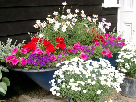 old bath planted for summer