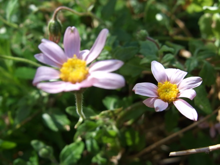 Felicia (Felicia fruticosa (Shrub Aster))