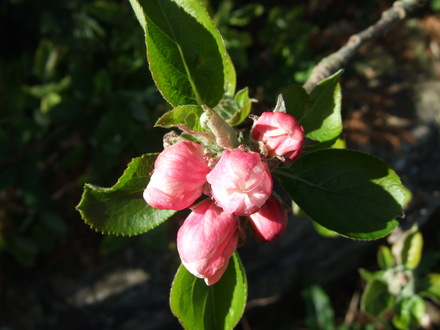 Apple blossom already!