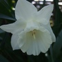 White_daffodil