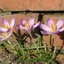 Crocus (Crocus ancyrensis (Crocus))