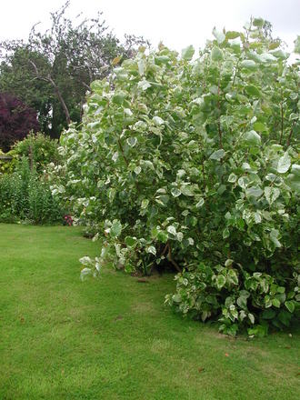 Poplars (Populus x jackii 'Aurora')
