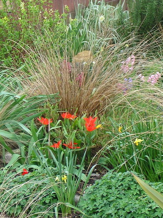 A garden flower photo